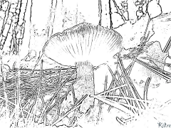 Mushroom Printable Coloring Nplooj Ntawv